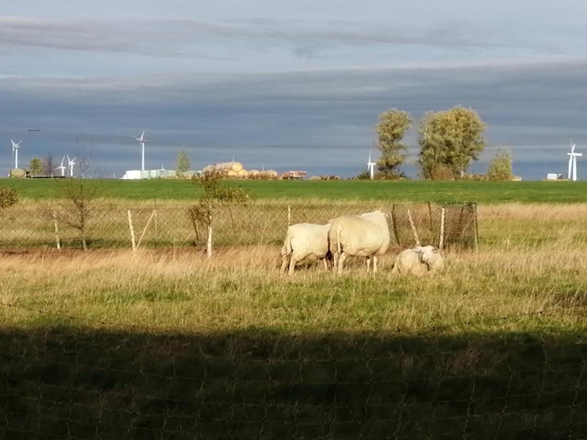 Edit Pension Rossau Exteriör bild